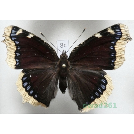 Nymphalis antiopa (Linnaeus, 1758) Rusałka żałobnik Czech8c